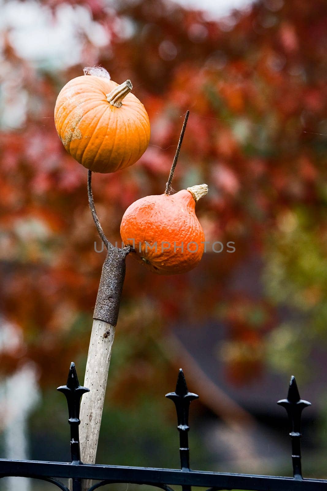 Pumpkin