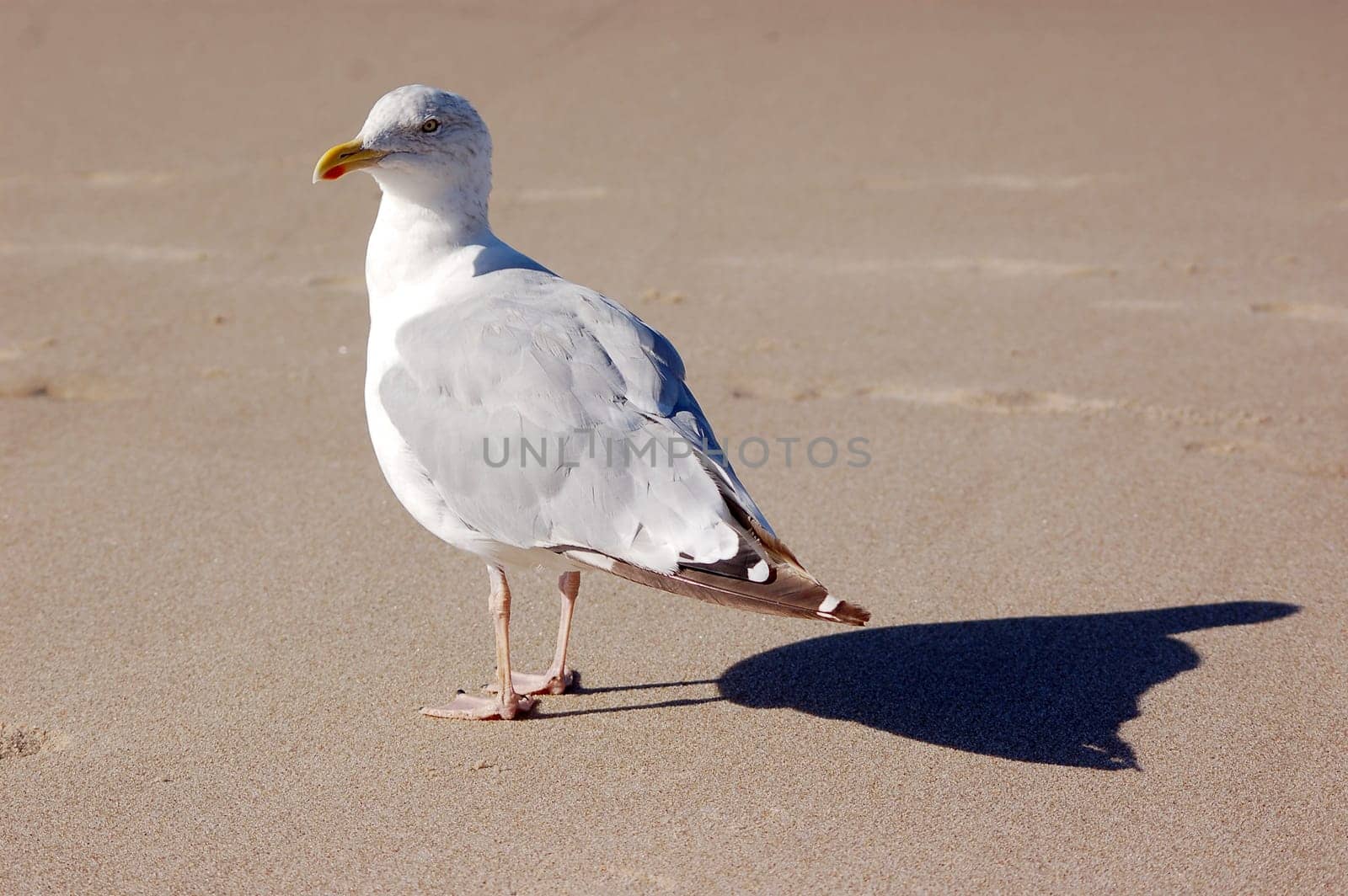 Seagull on the beach