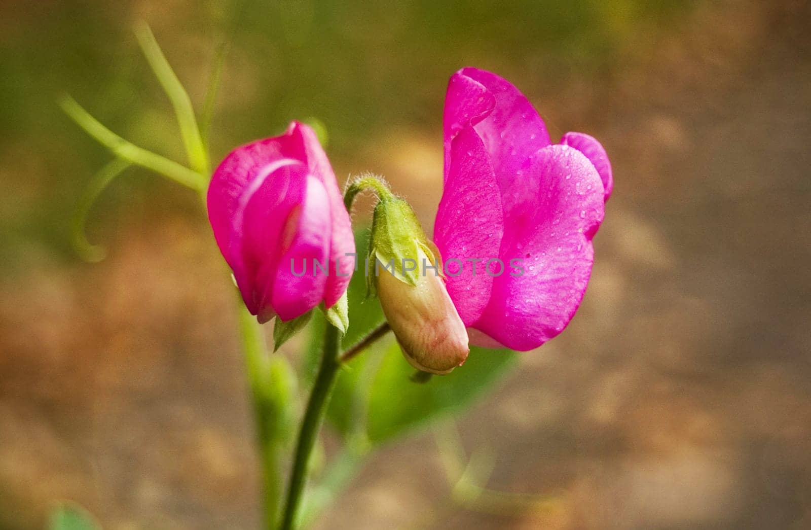 Last sweetpea...
