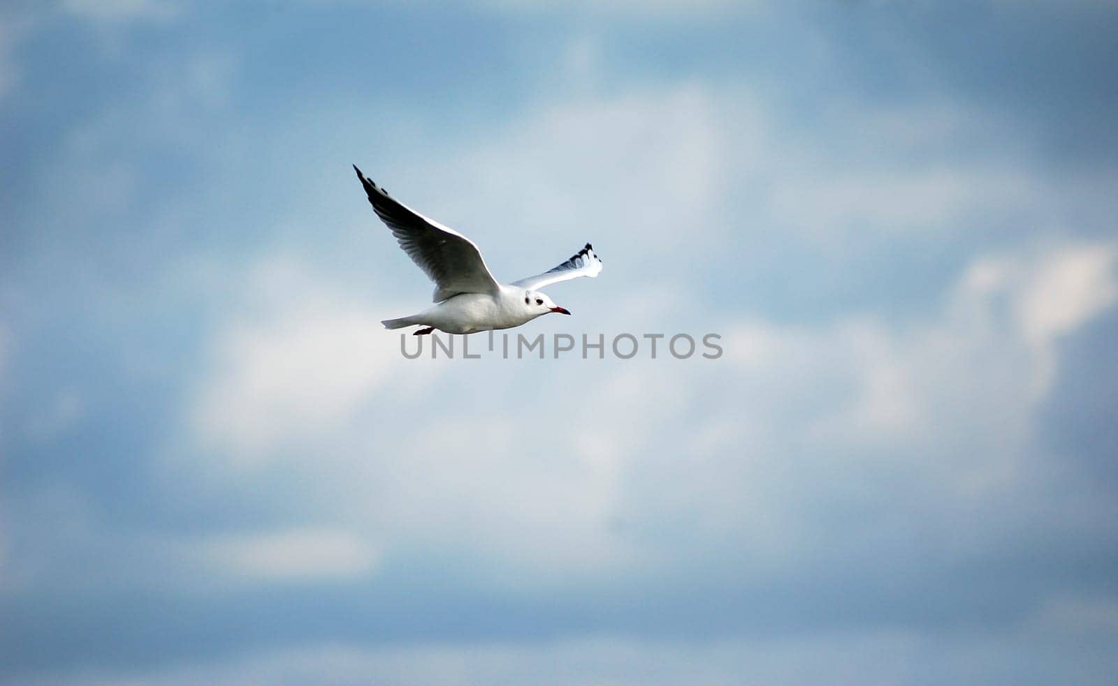 Seagull in flight