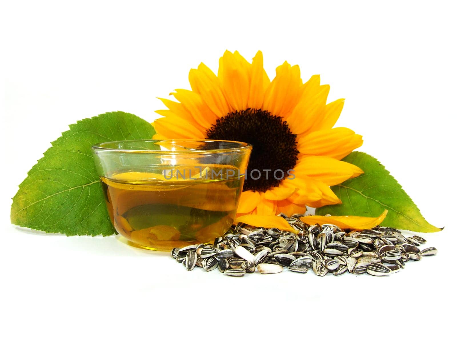 Sunflower Oil