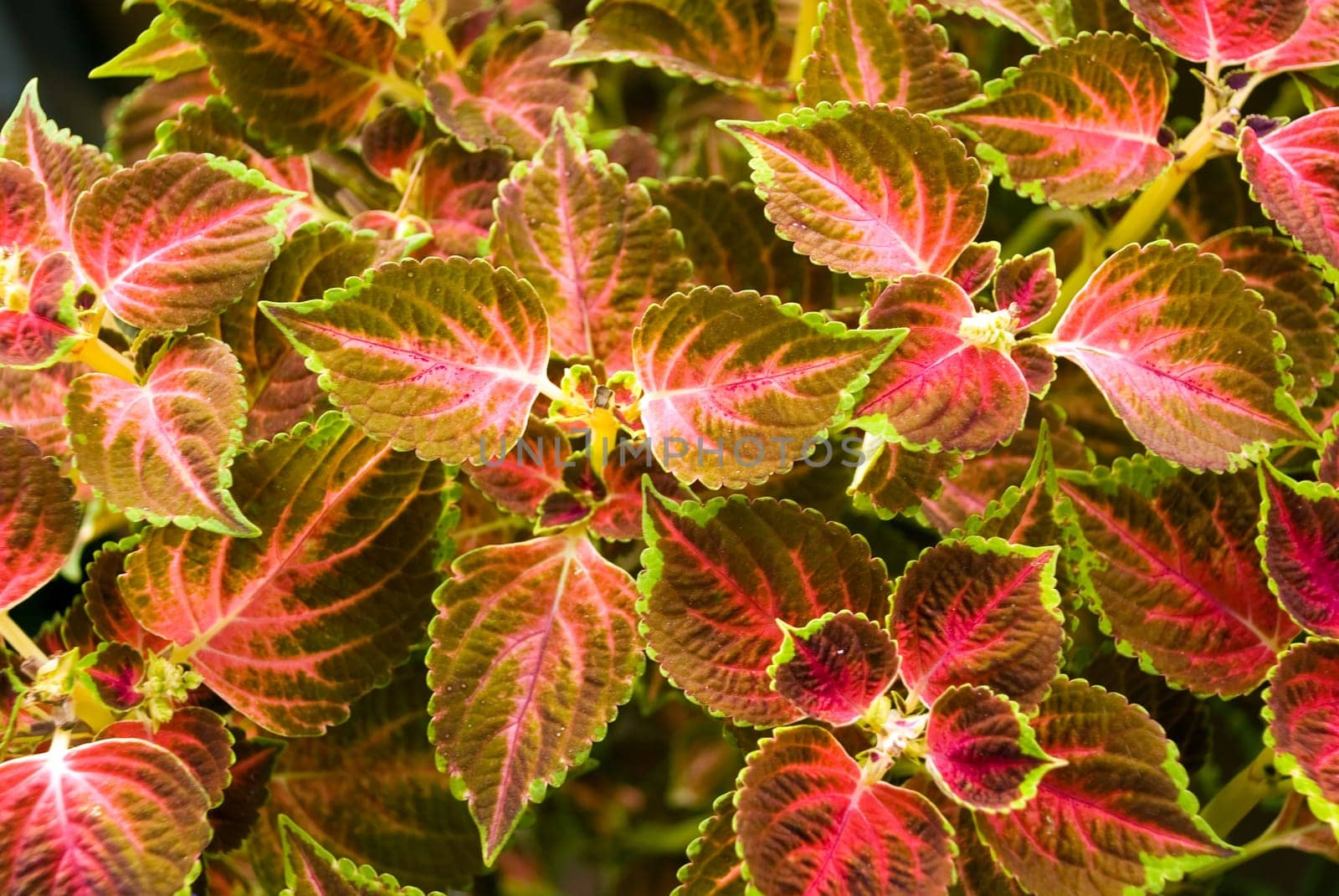 Red Nettle - Field - Background 2