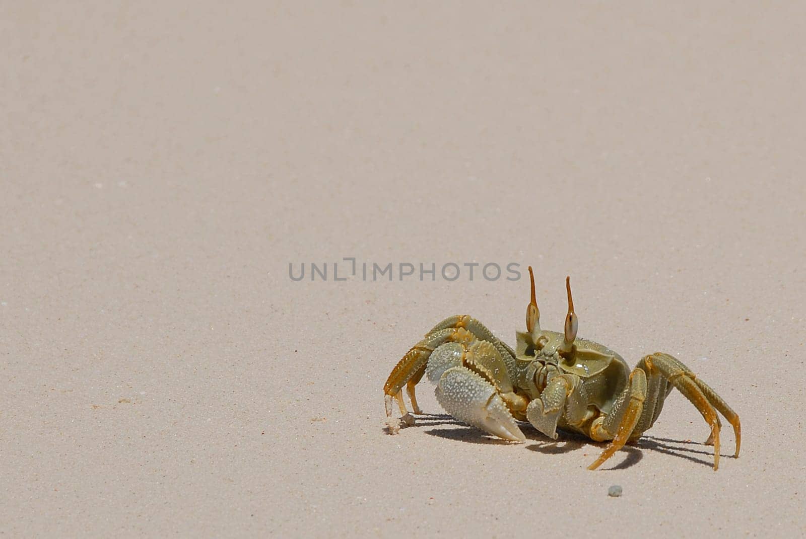 Shore crab