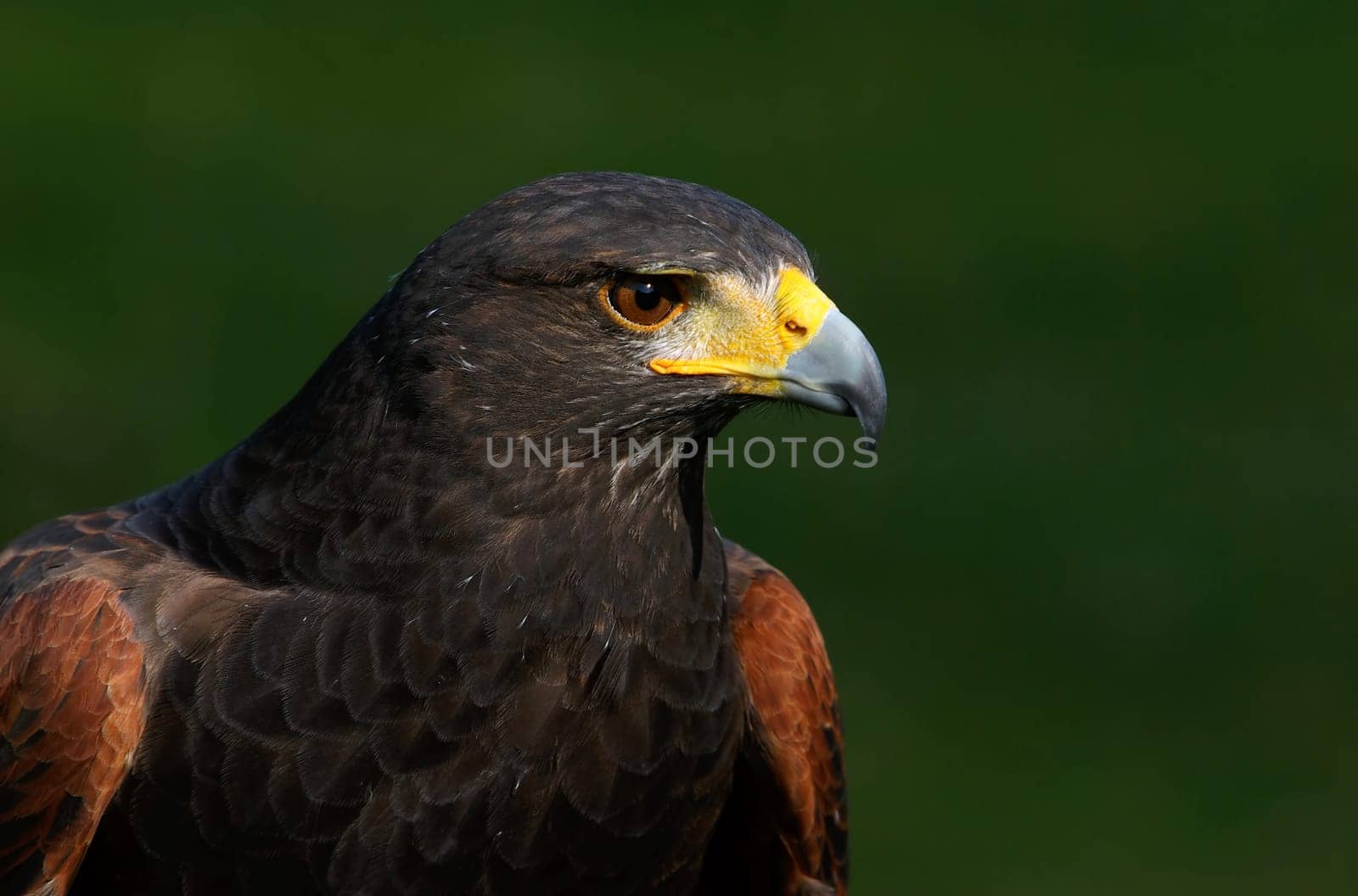 Desert Buzzard
