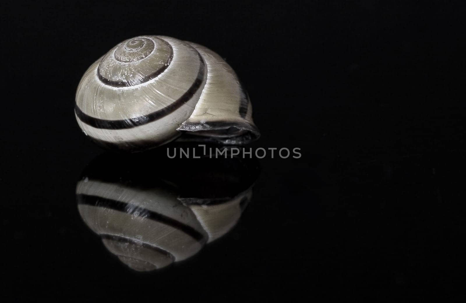 Snail-shell