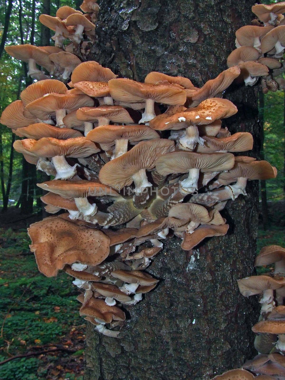 Tree trunk with mushrooms