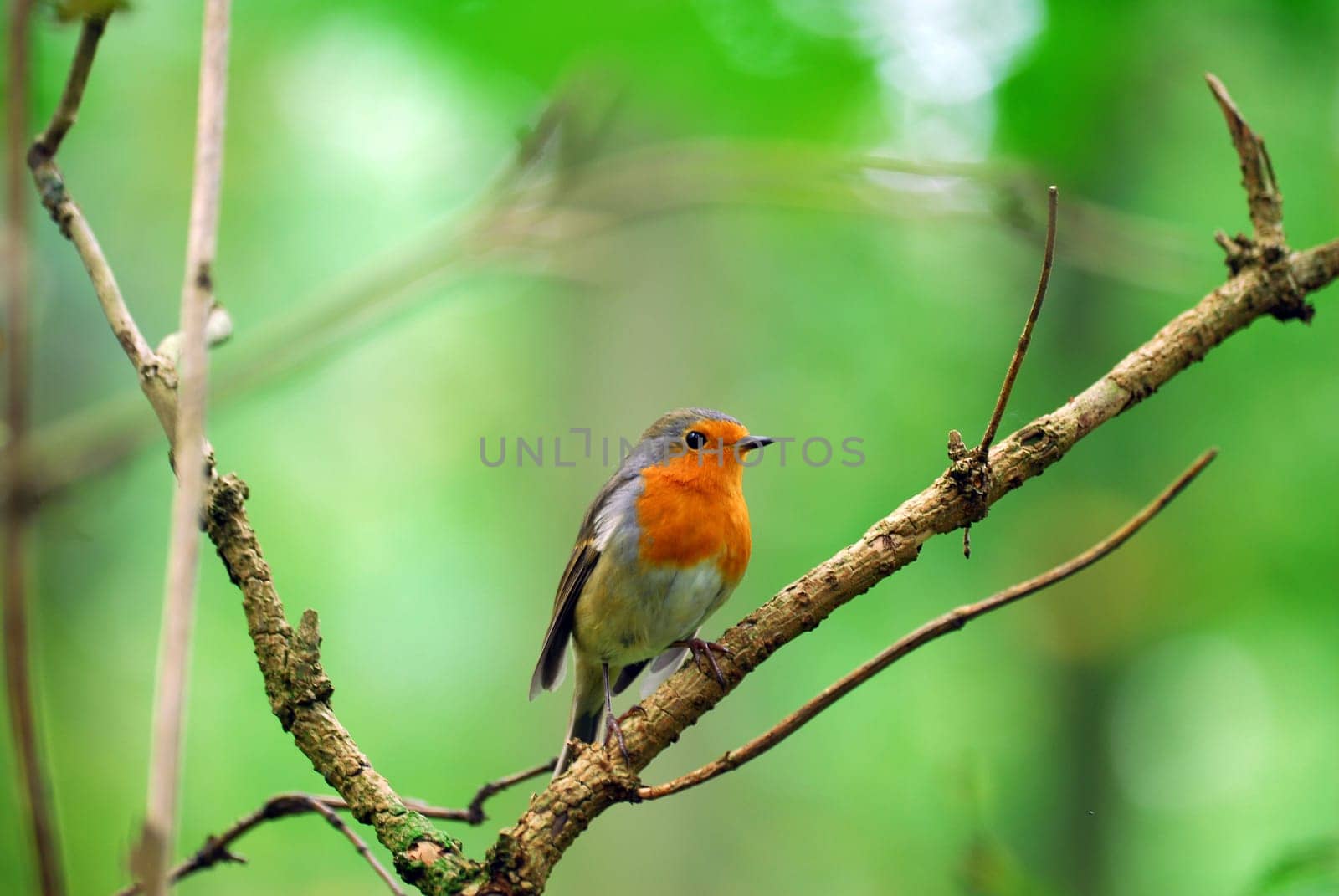 Robin
