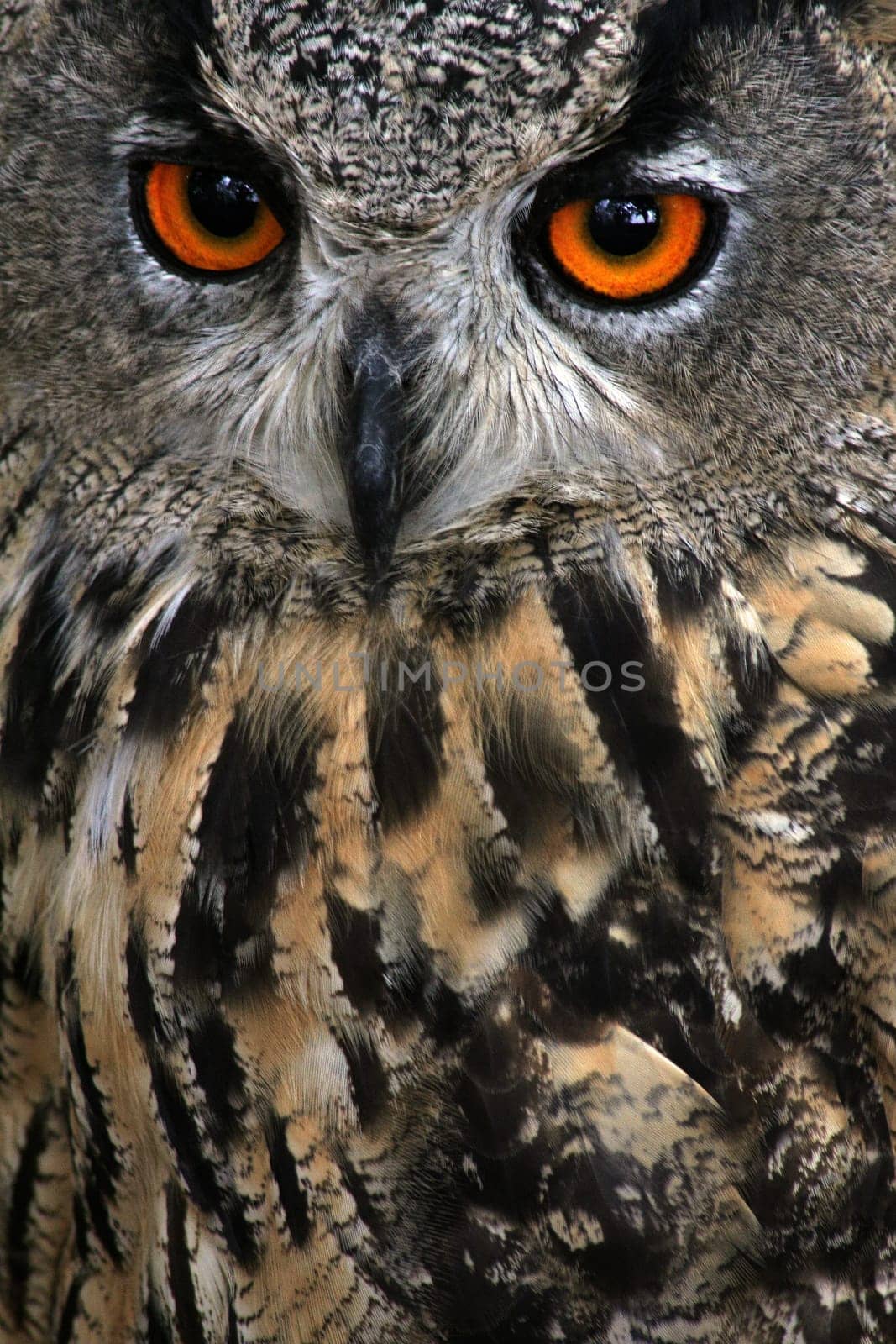 Piercing gaze
