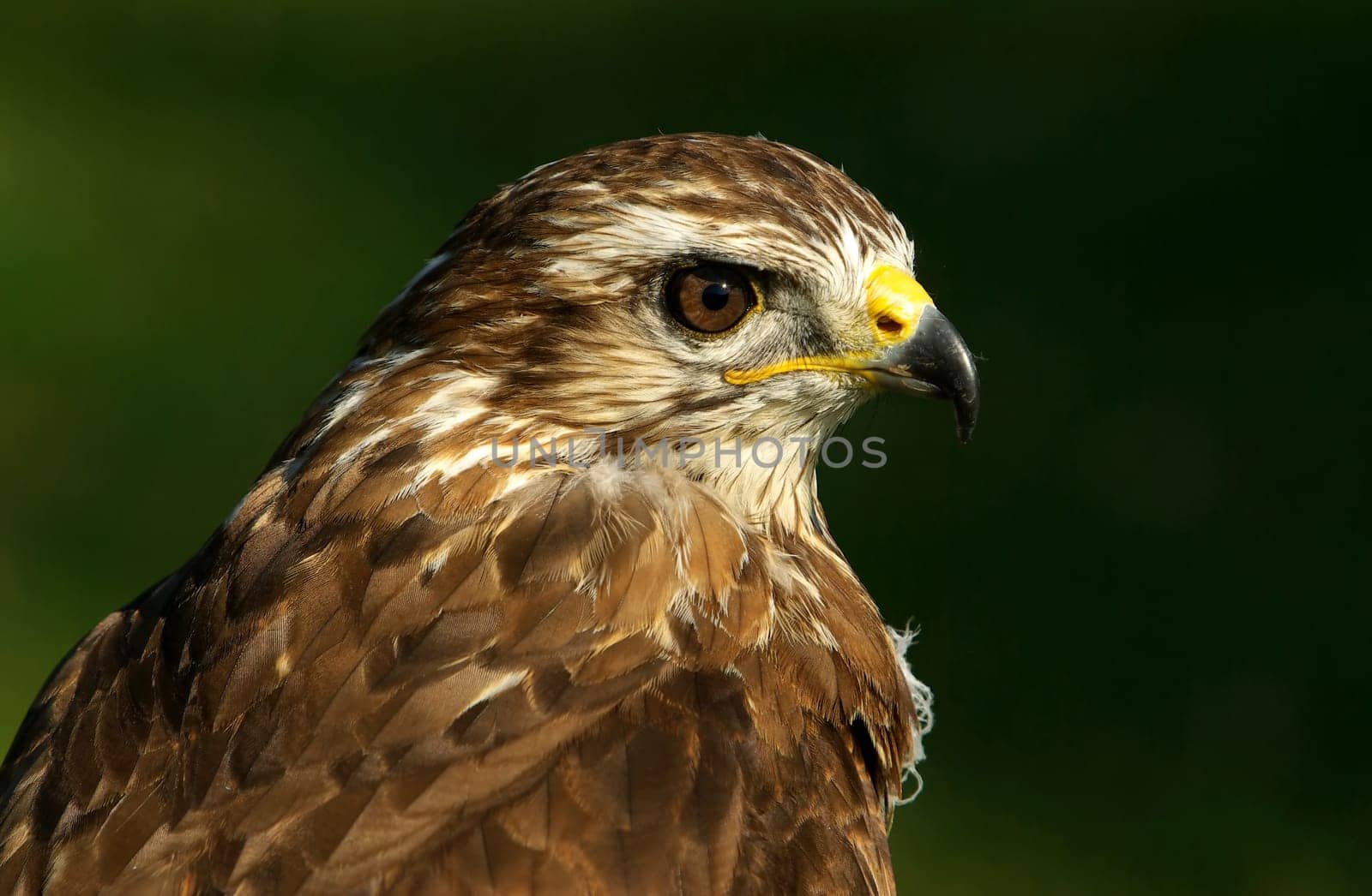 Common buzzard