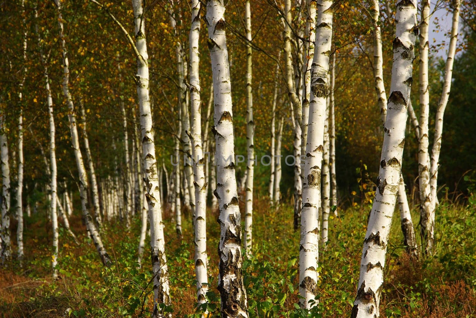 Birch 01