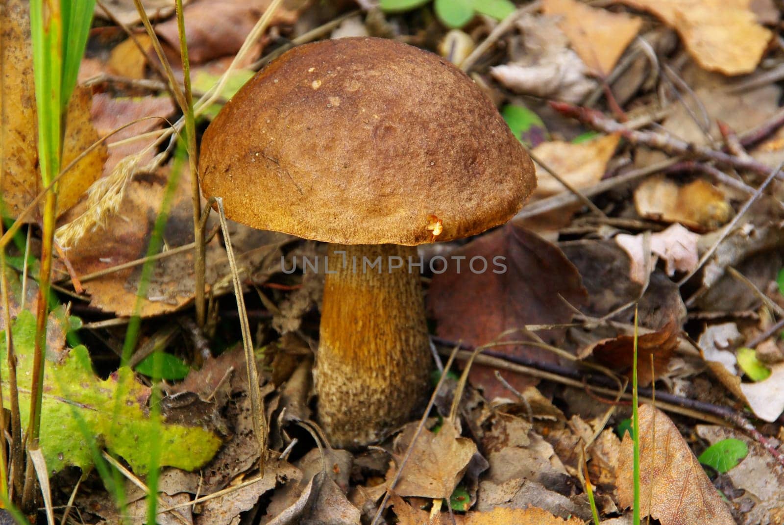 Birch Mushroom 02