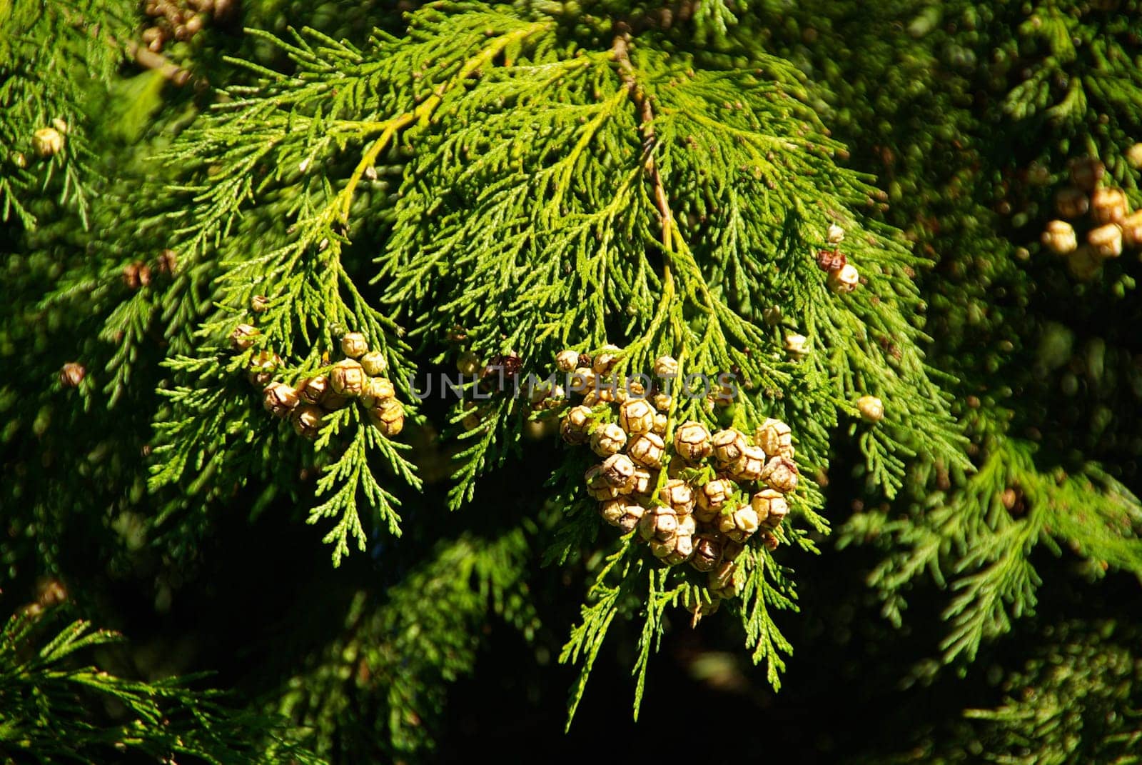 False Cypress 03