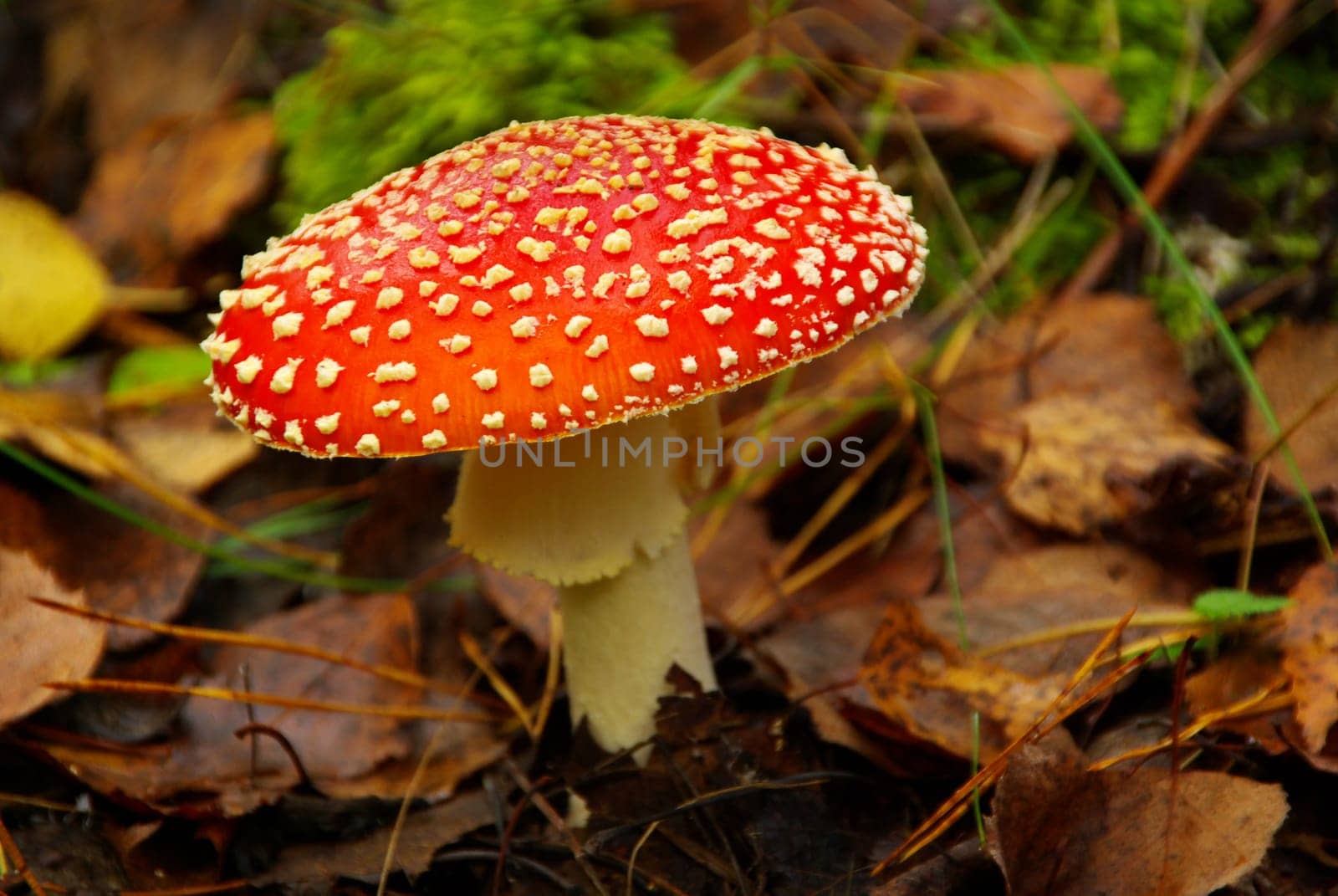 Toadstool 04