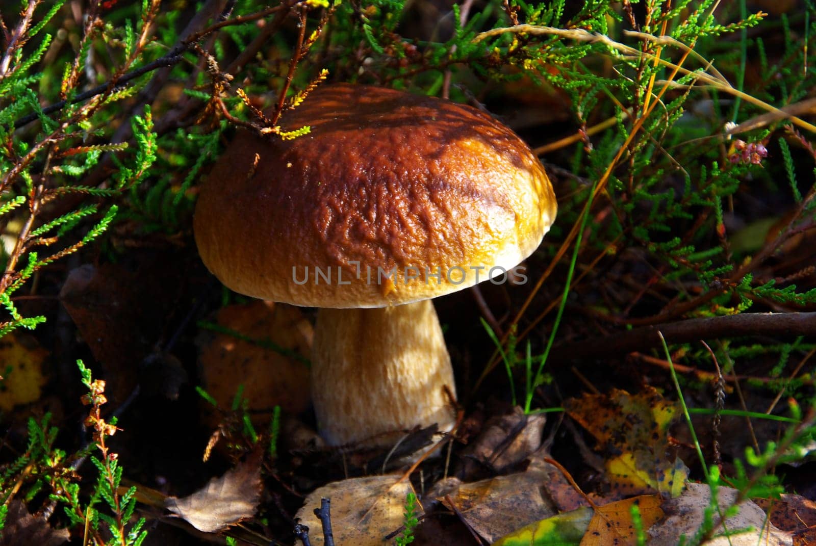 Porcini mushroom 28