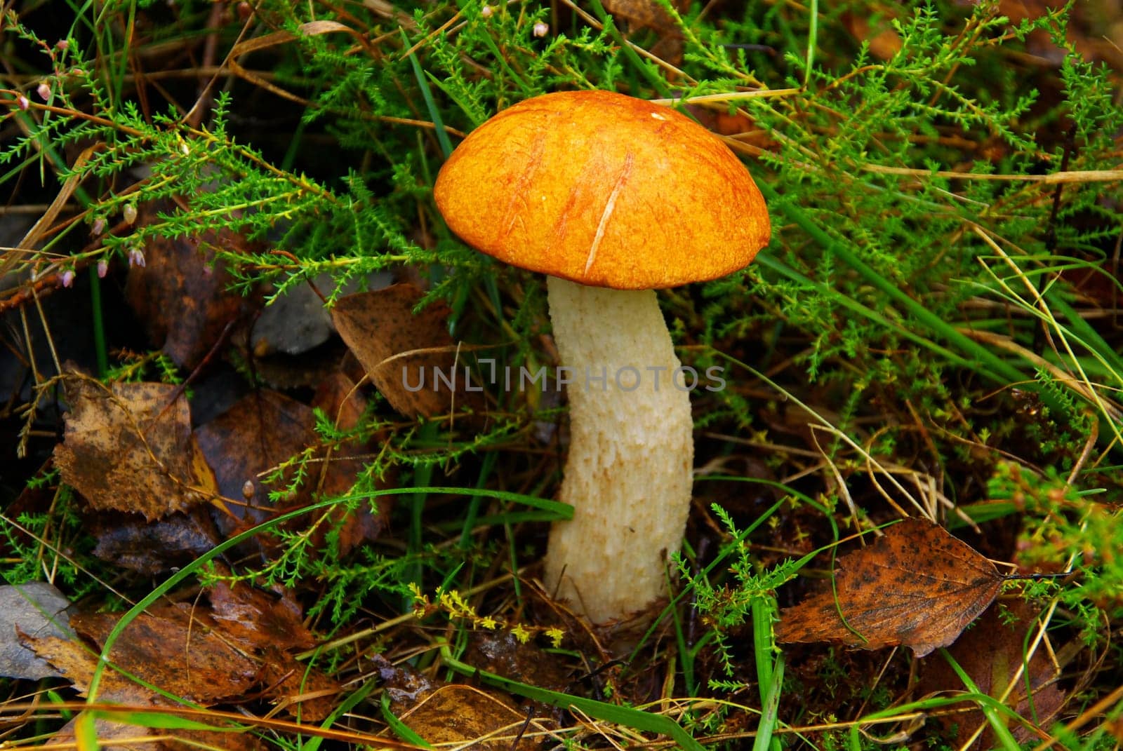 Red Cap 01