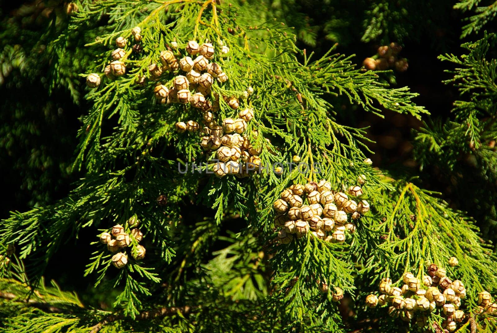 False Cypress 07