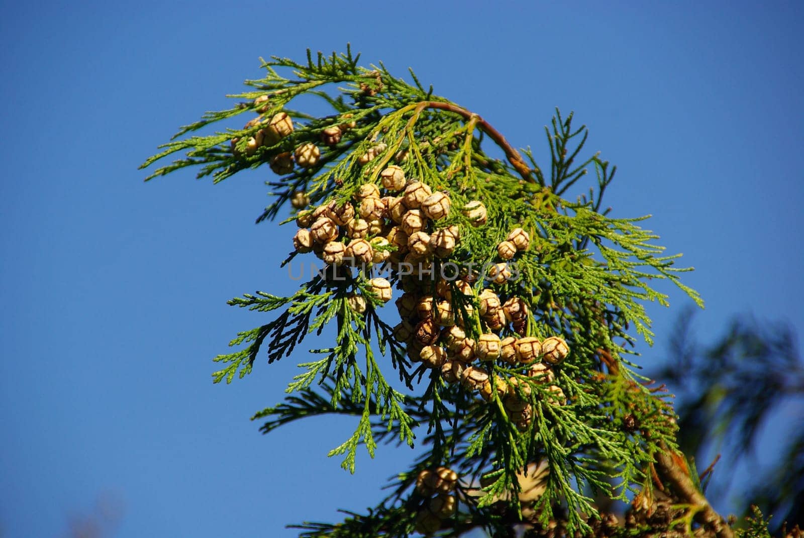 False Cypress 04