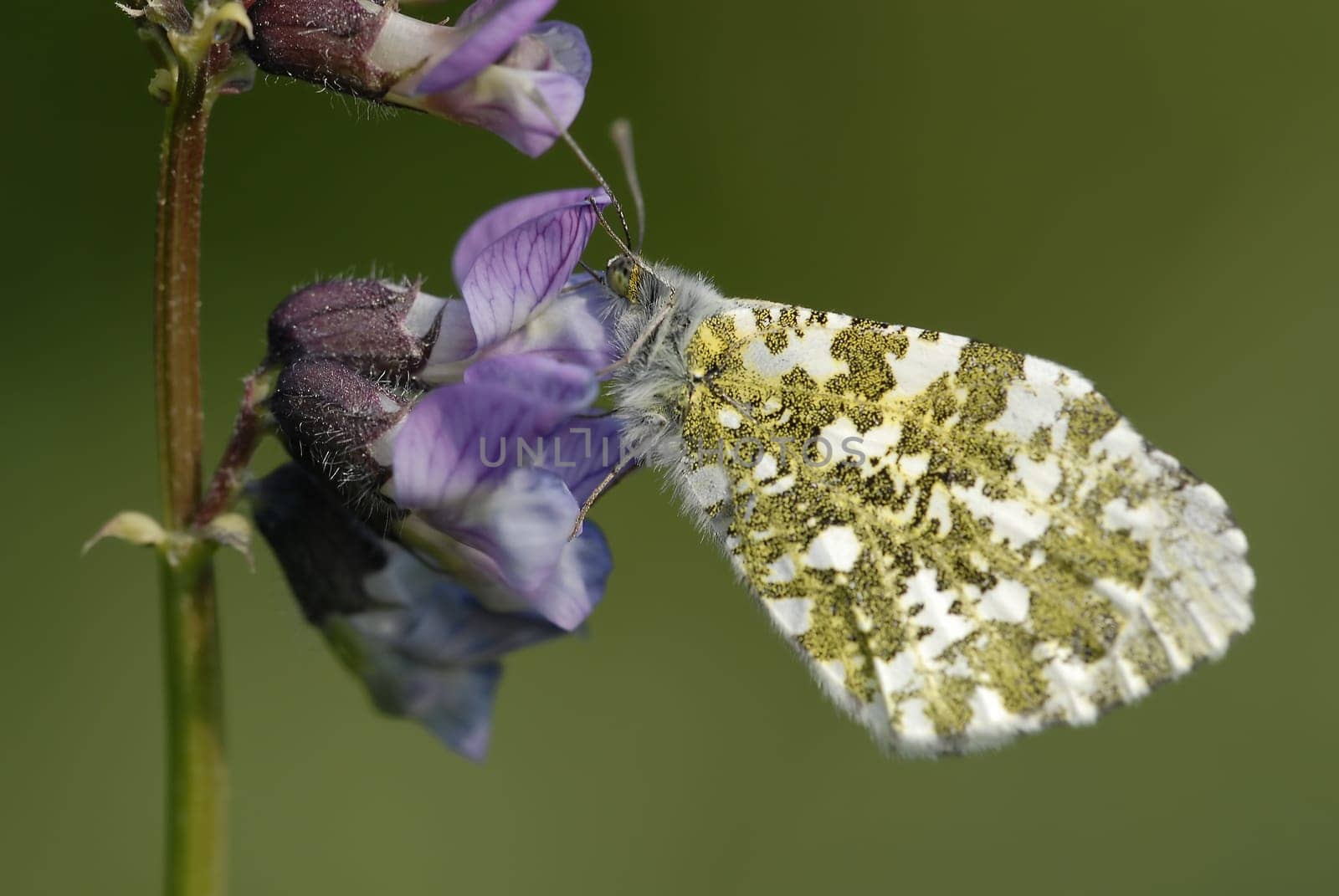 Orange tip