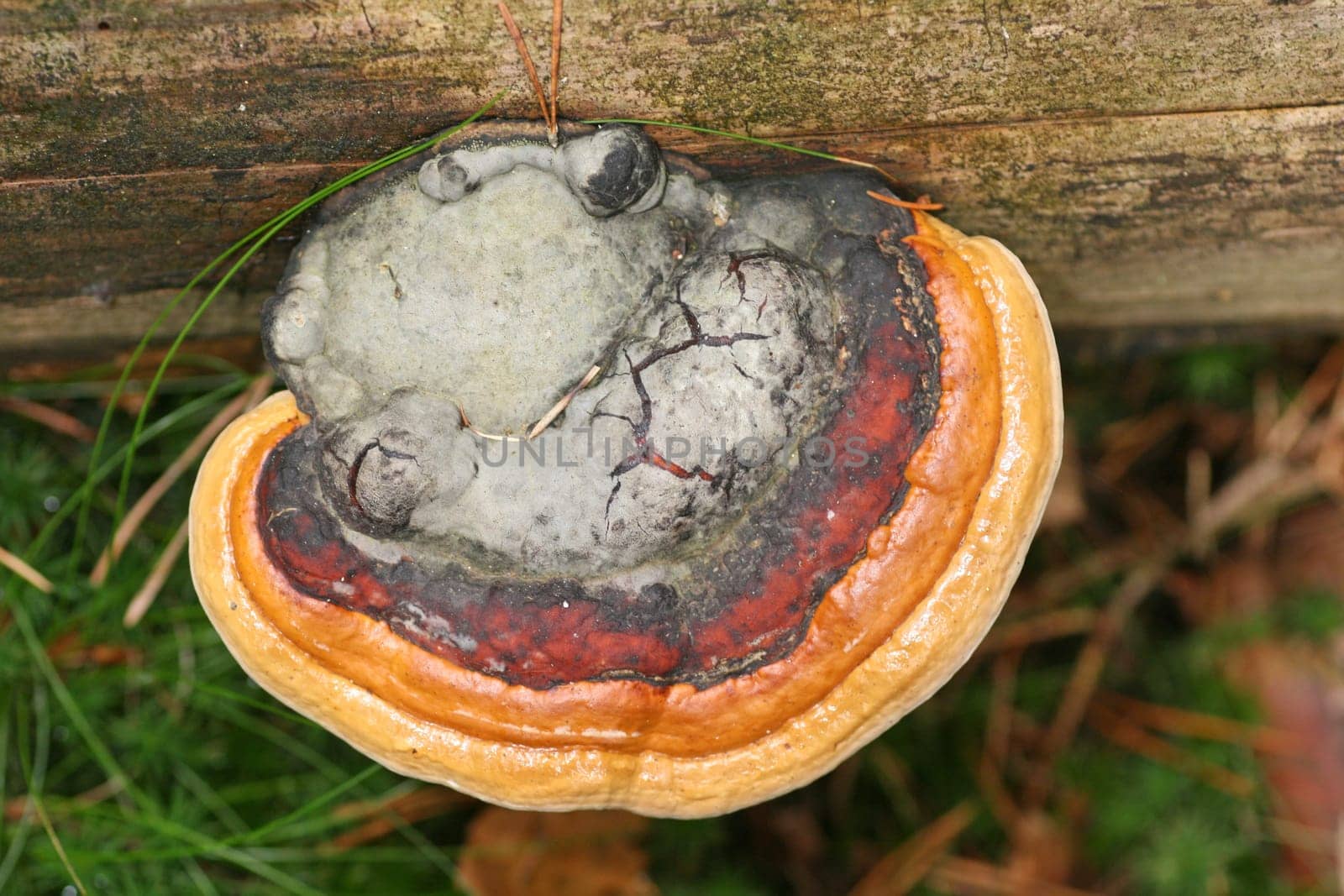 Layered porling