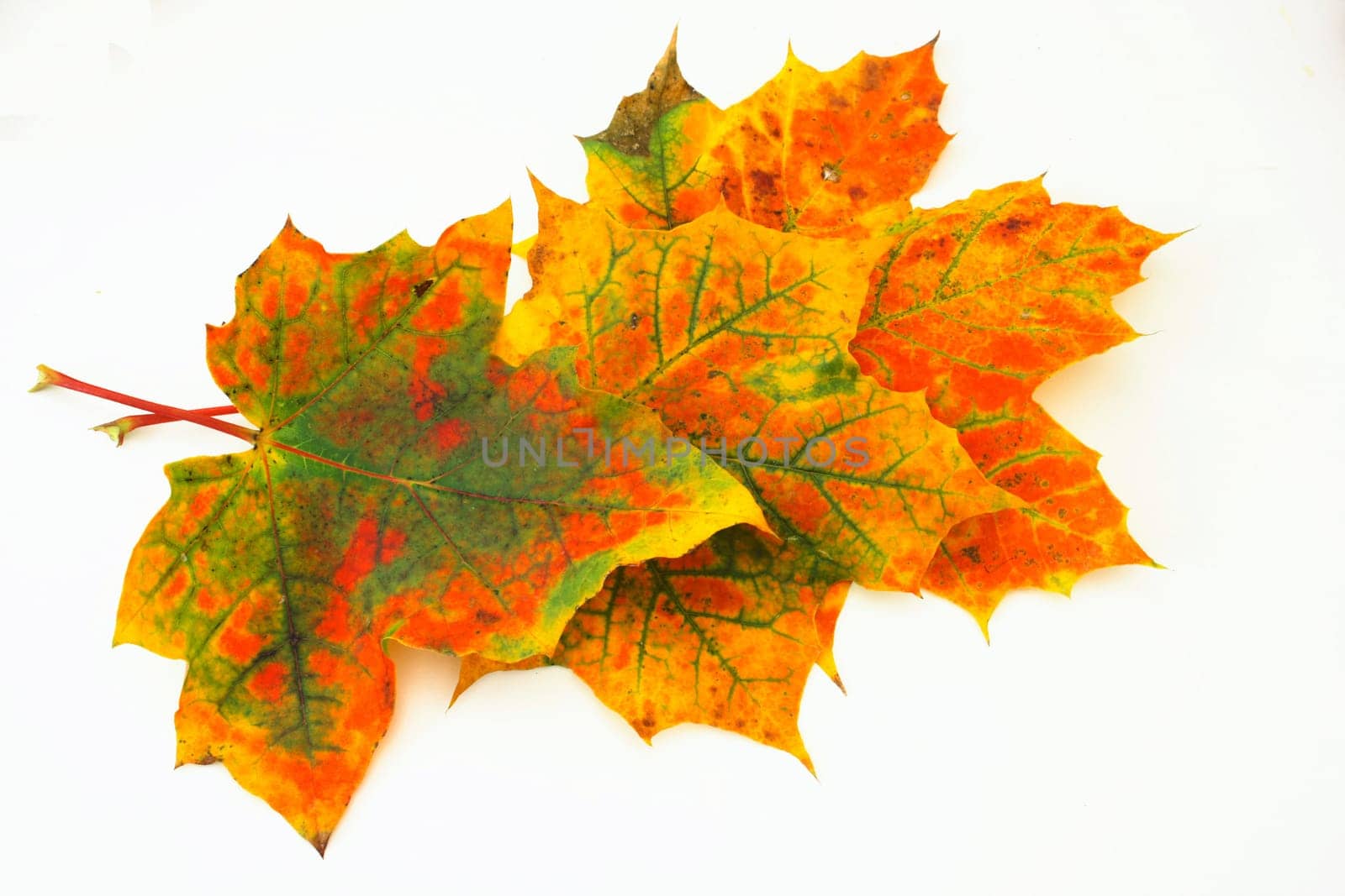 (Fall foliage) or (fall leaves) or (autumn leaves)