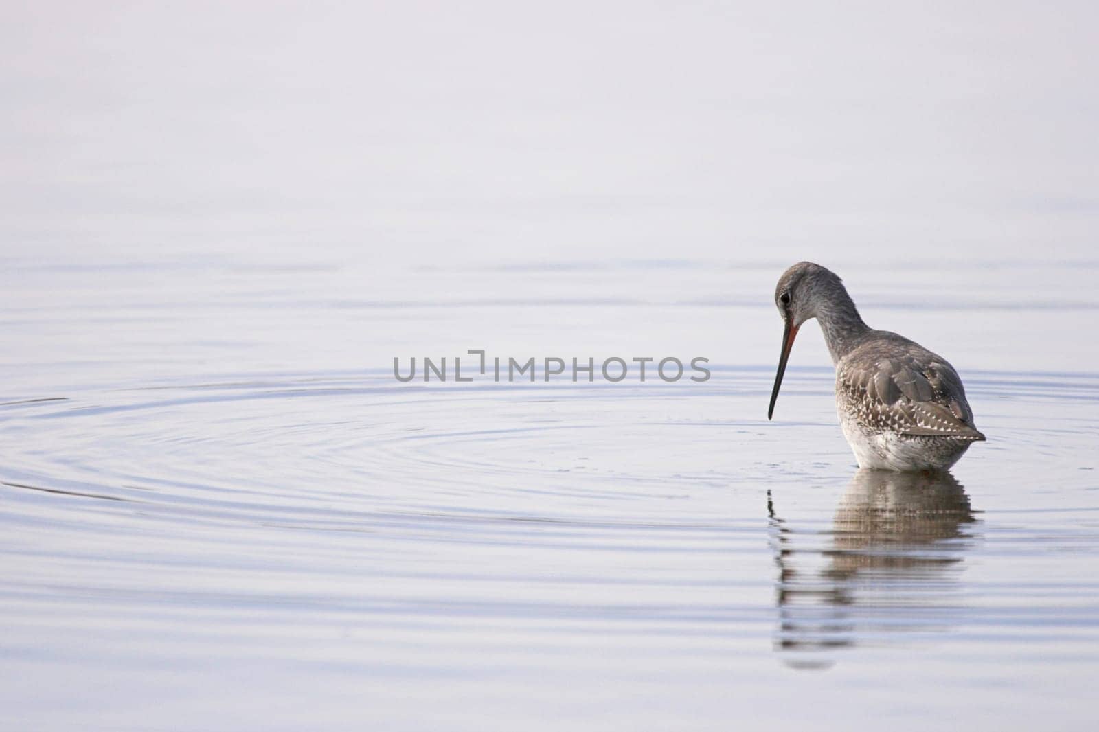 Spotted redshank
