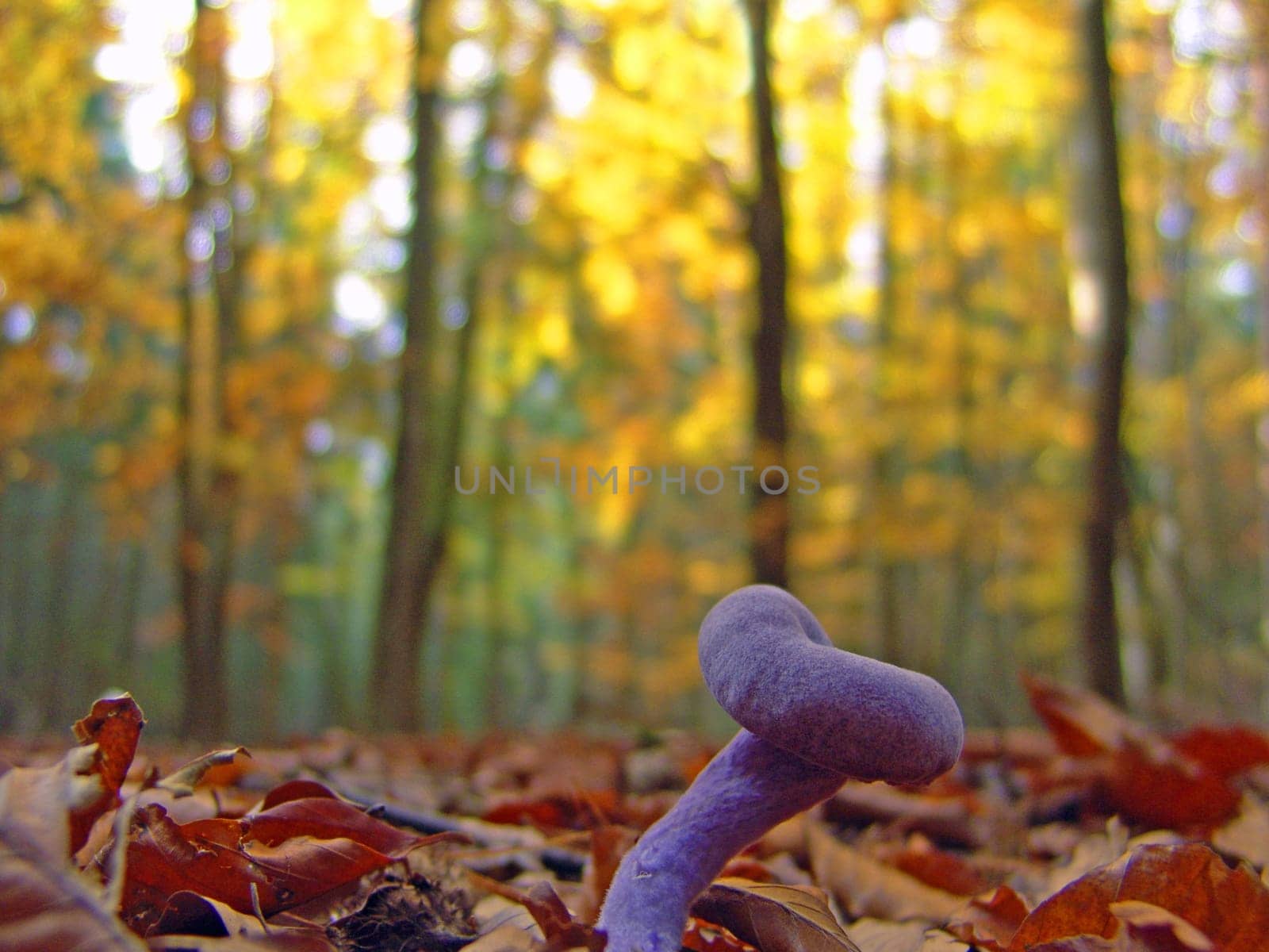 Mushroom Time