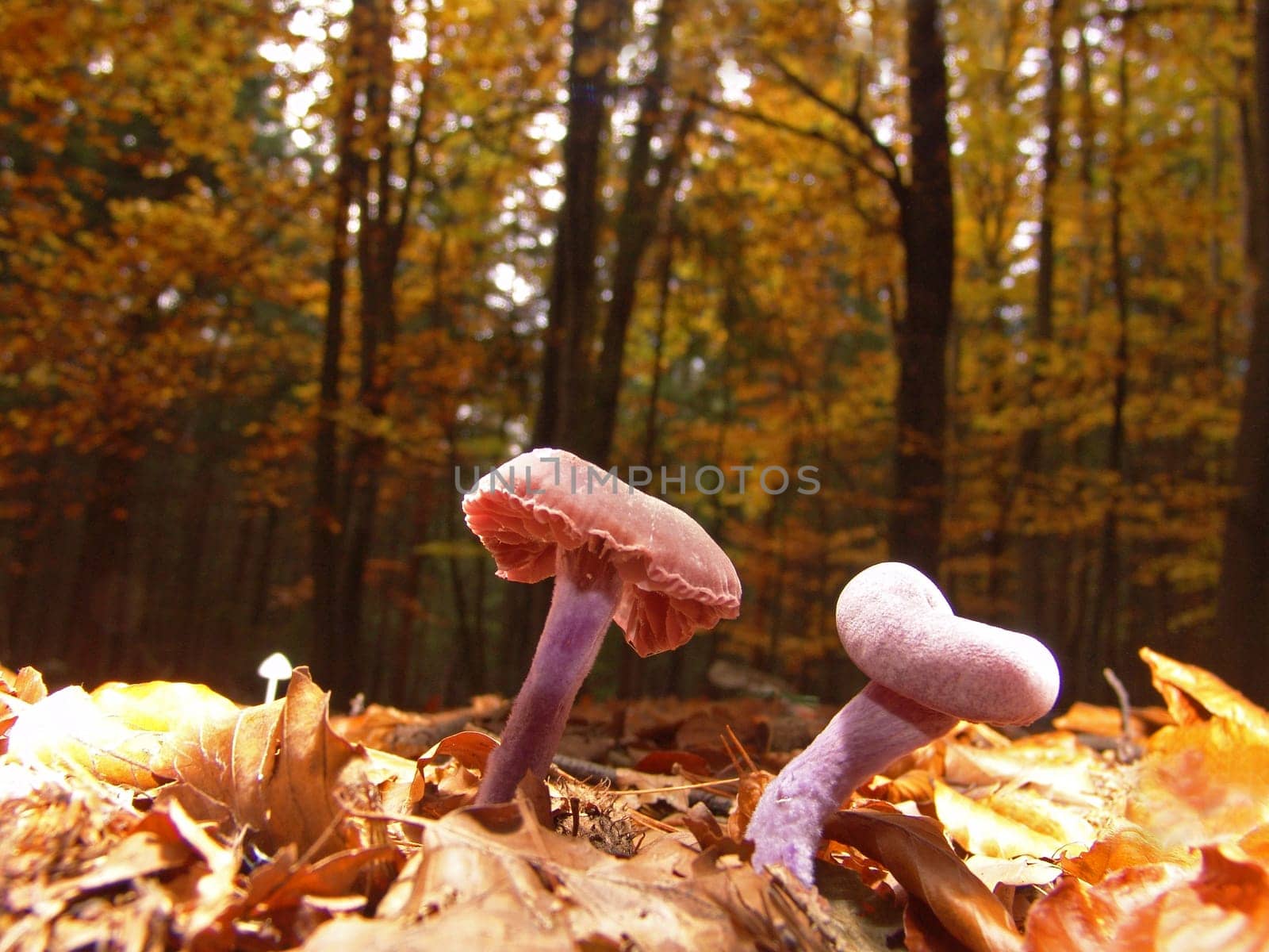 Autumn forest