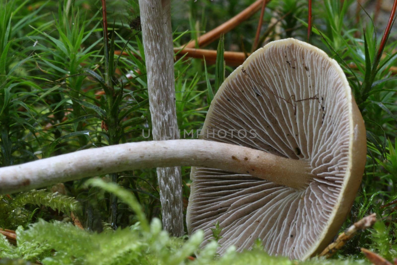 fallen mushroom
