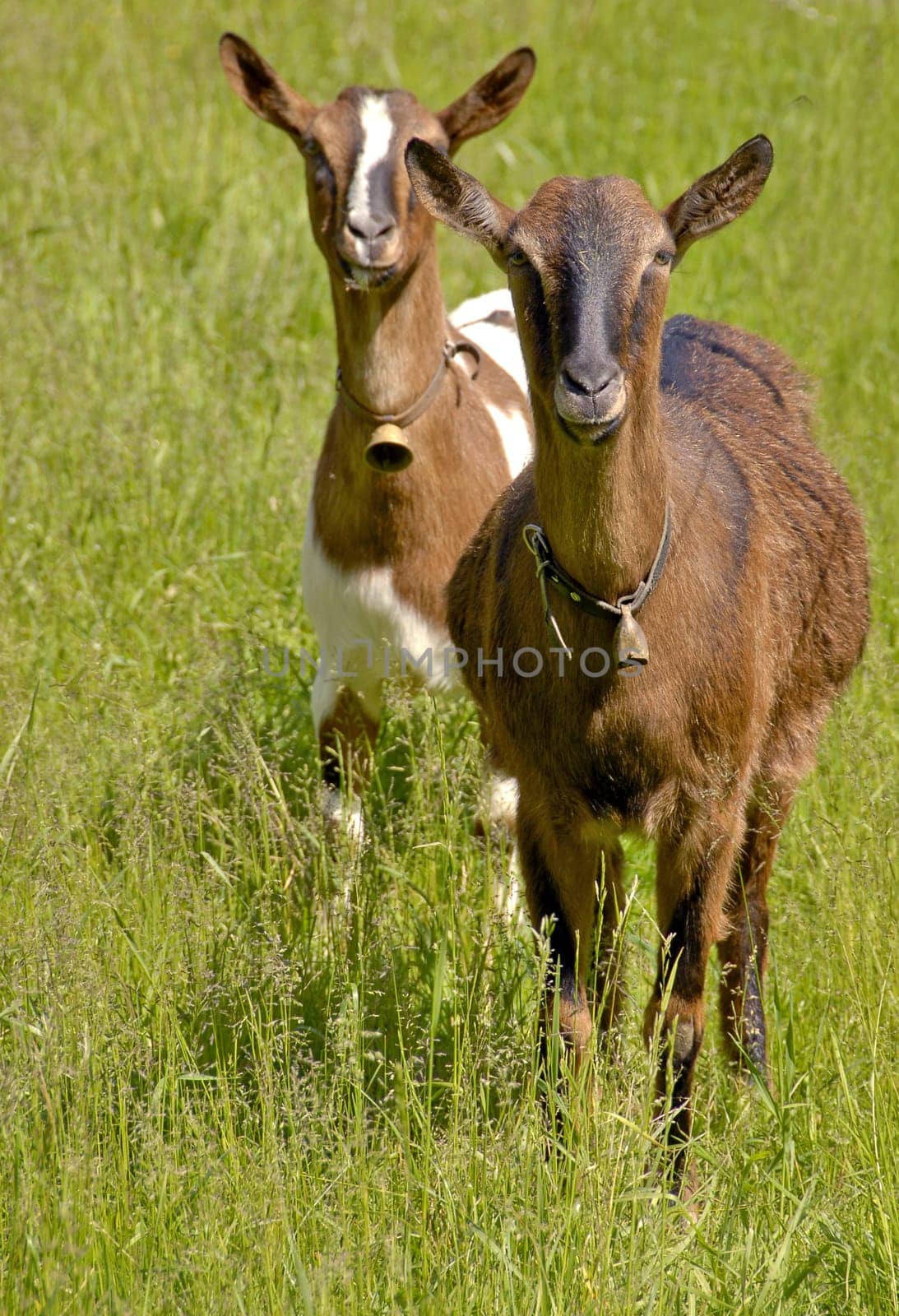 Goats