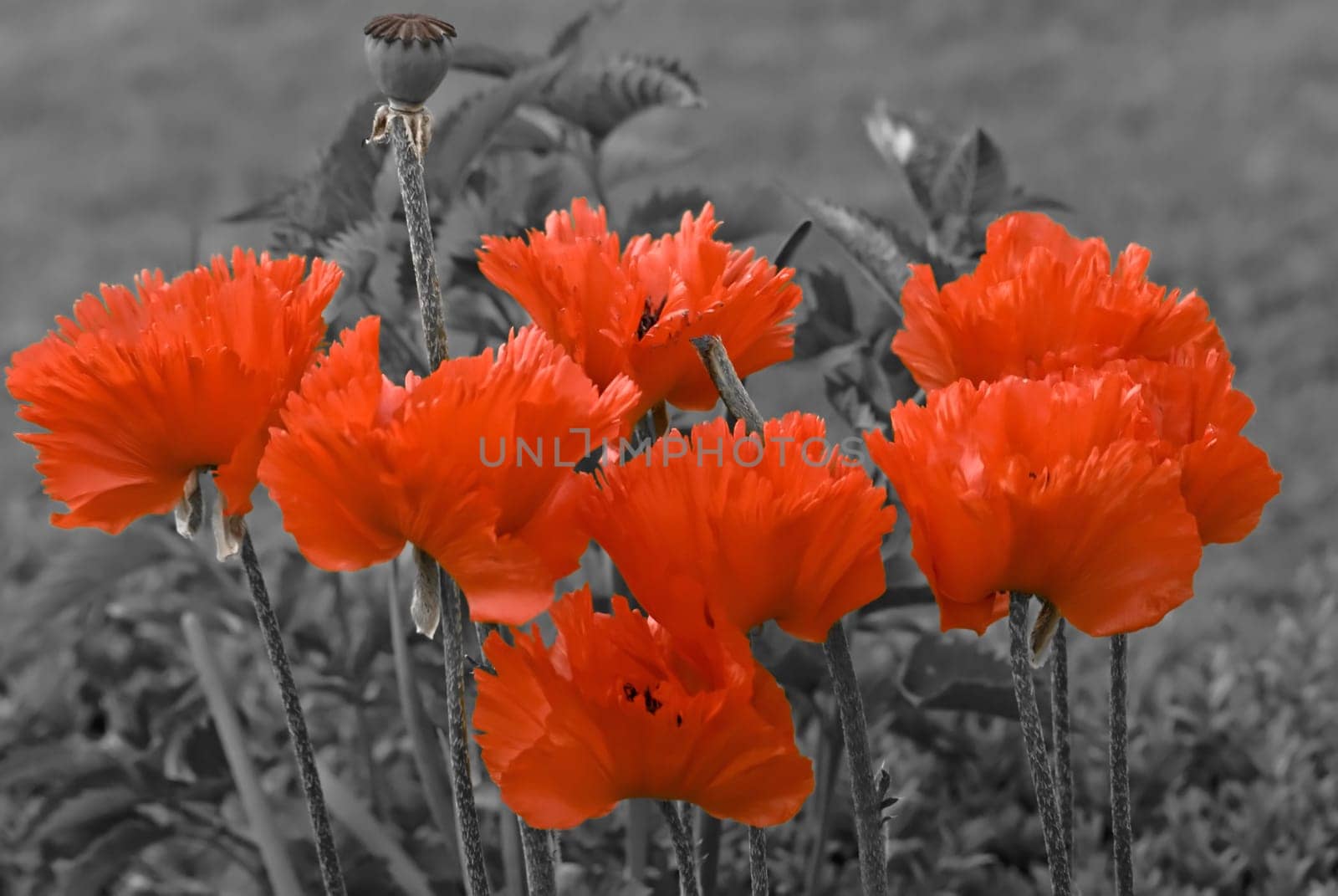 Poppy