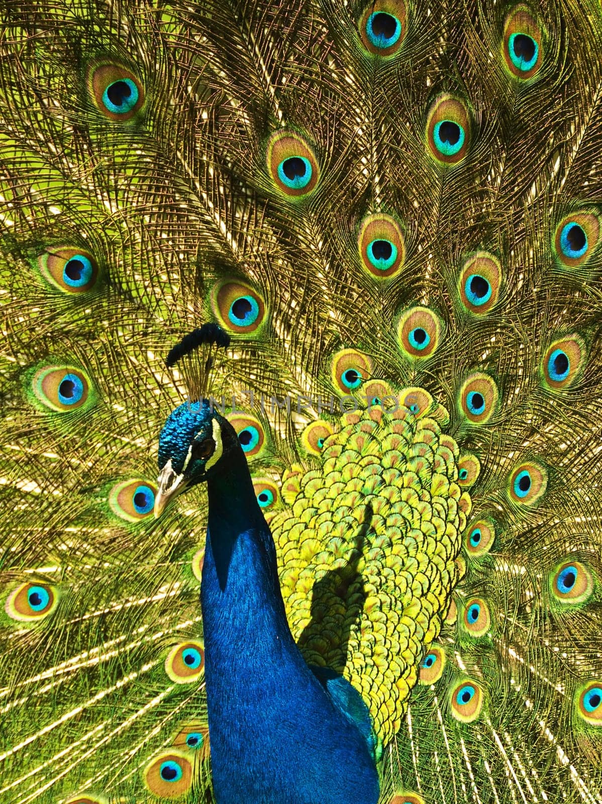 Peacock