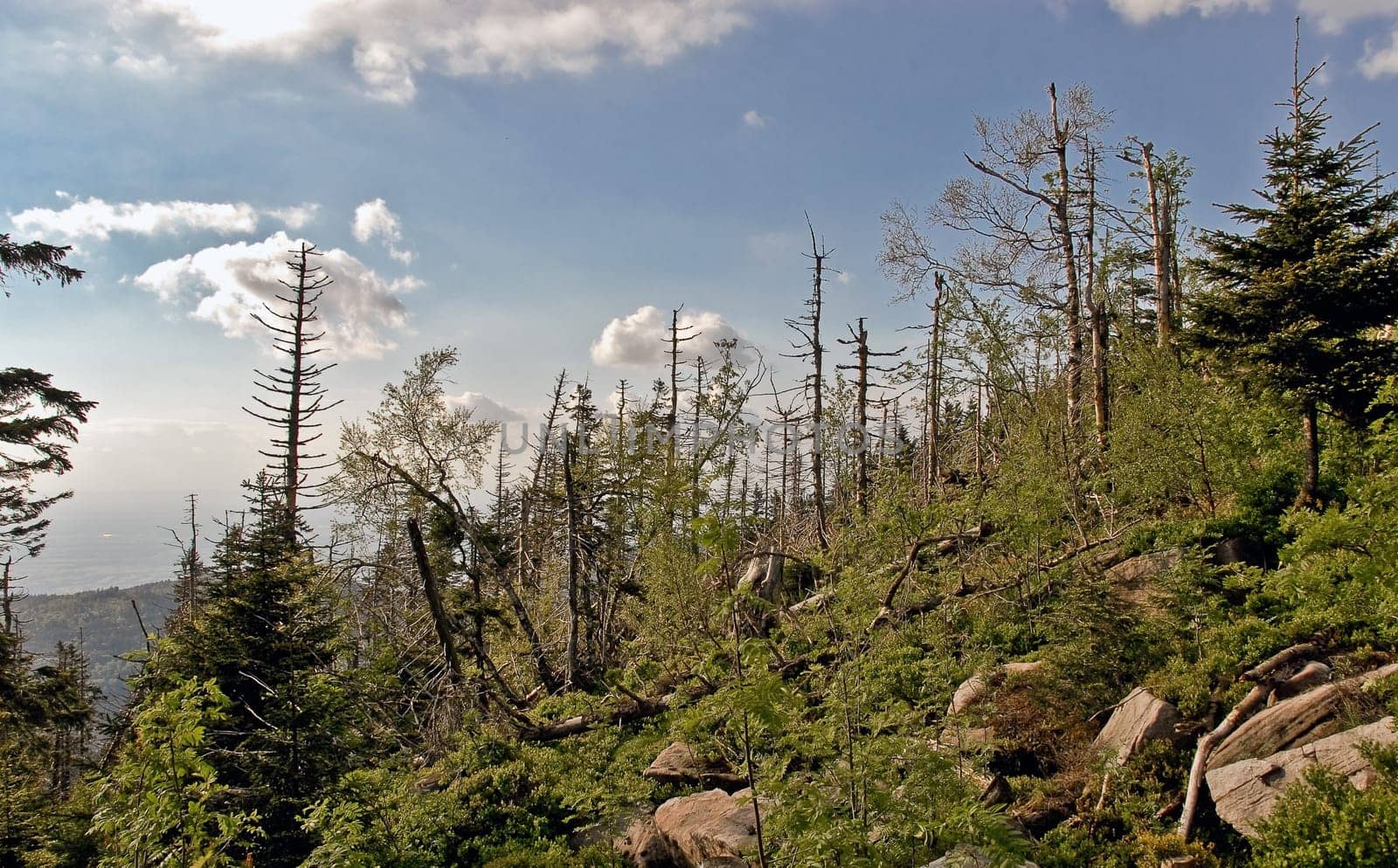Storm damage