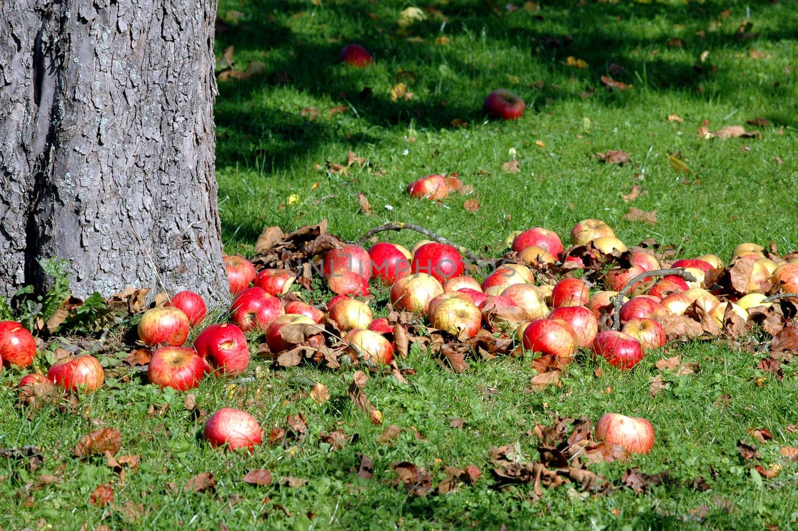 Apple orchard