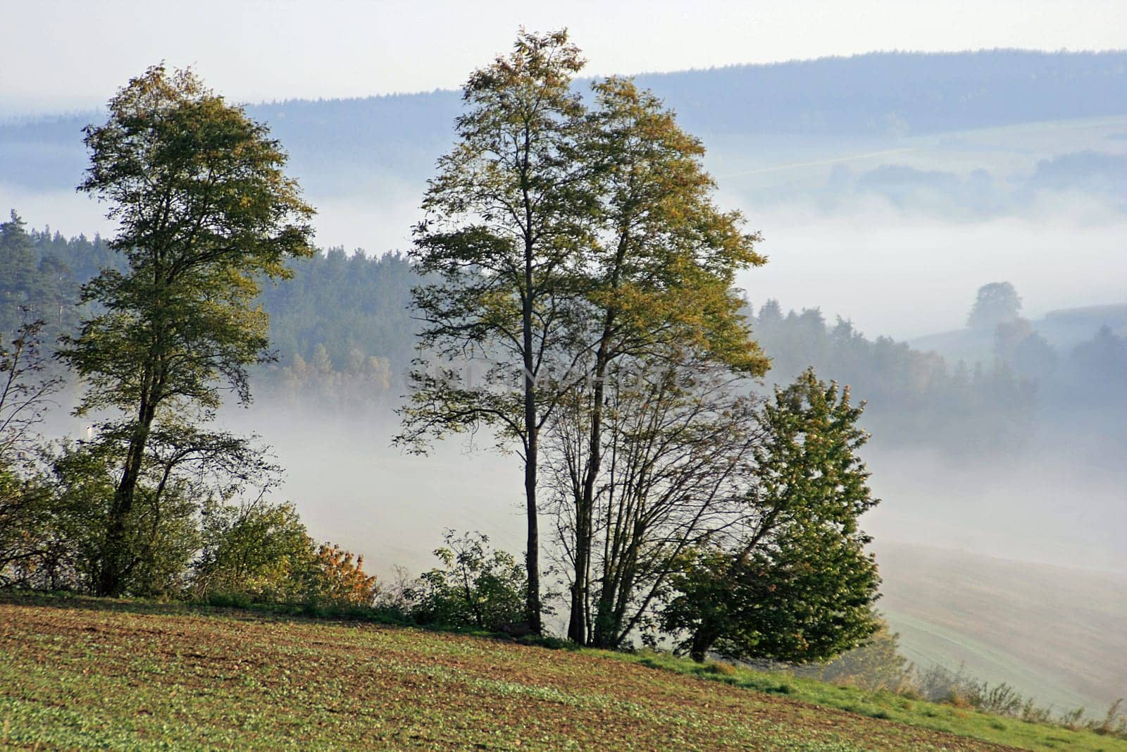 Morning mist