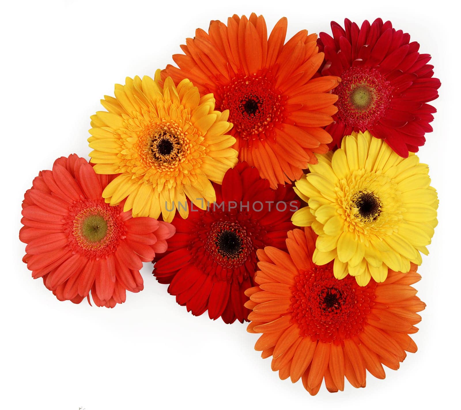 gerbera