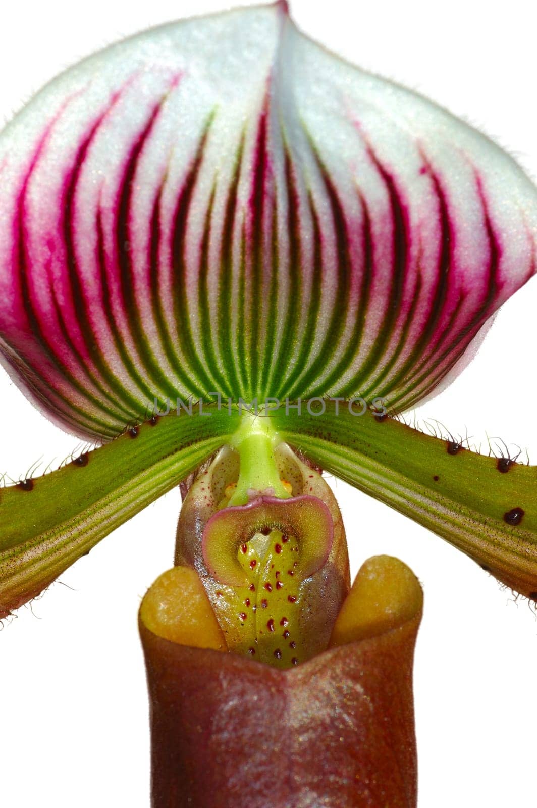 Lady's Slipper Hybrid,Paphiopedilum Hybride