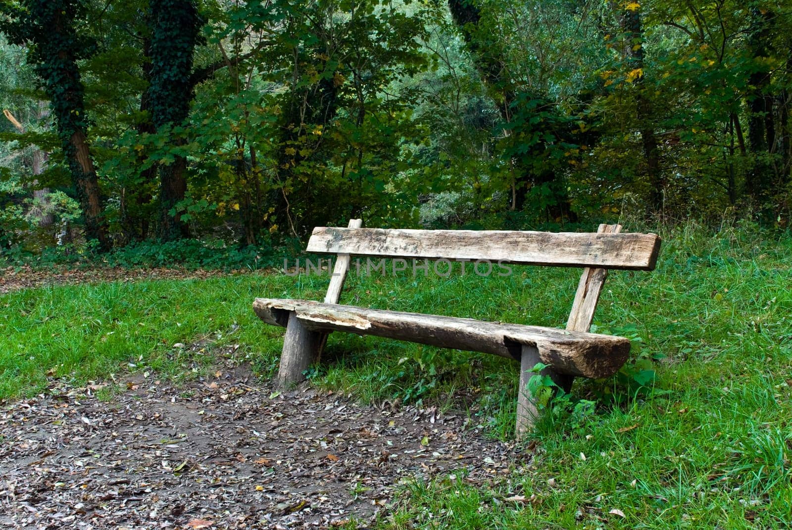 Forest rest and park bench in autumn