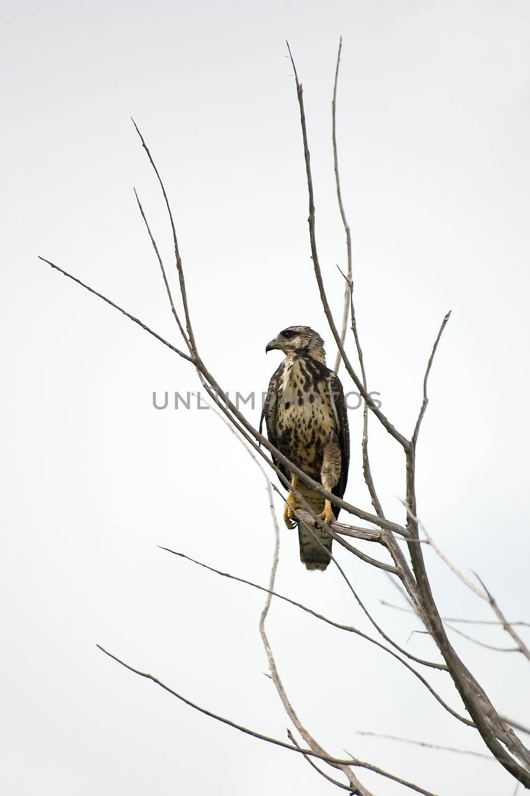 Caribbean buzzard lies in wait for prey. Recorded on Cayo Largo/Cuba.
