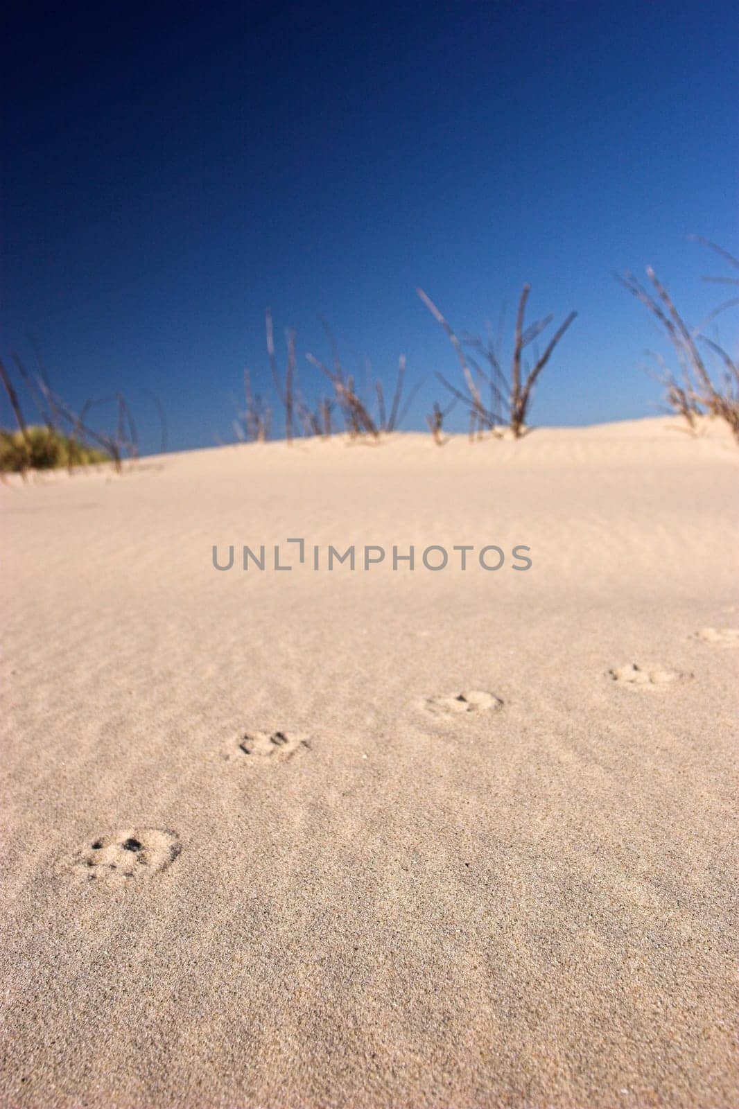 Footprints in the sand