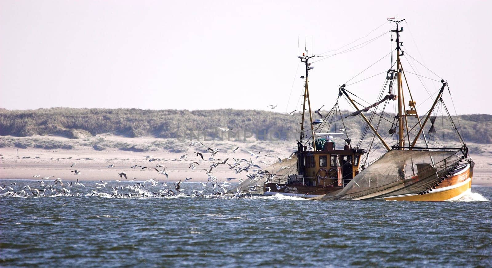Seagull escort fleet