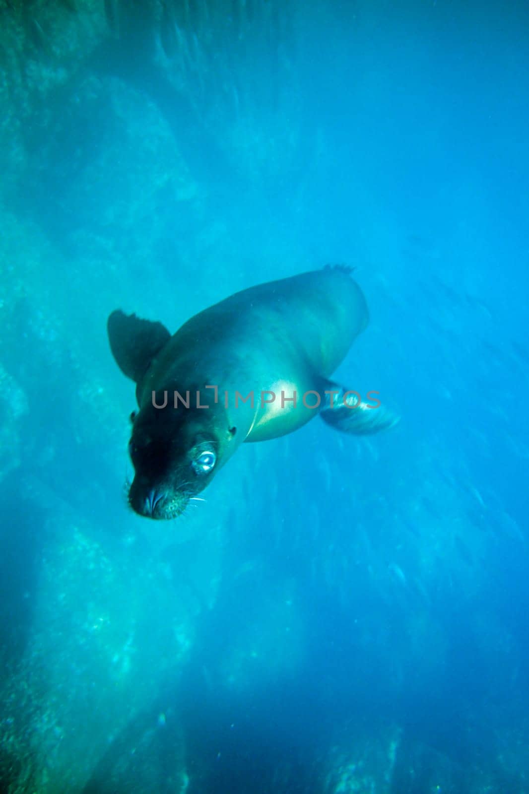 curious Galápagos sea lion. Taken off the island of Genovesa (Tower)/Galápagos.