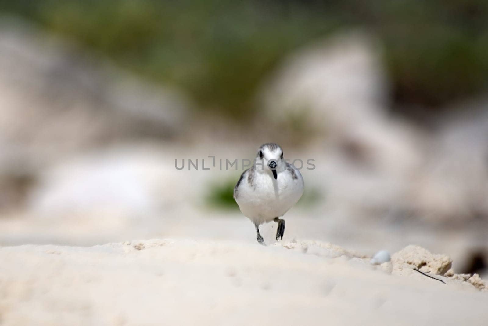 Stint