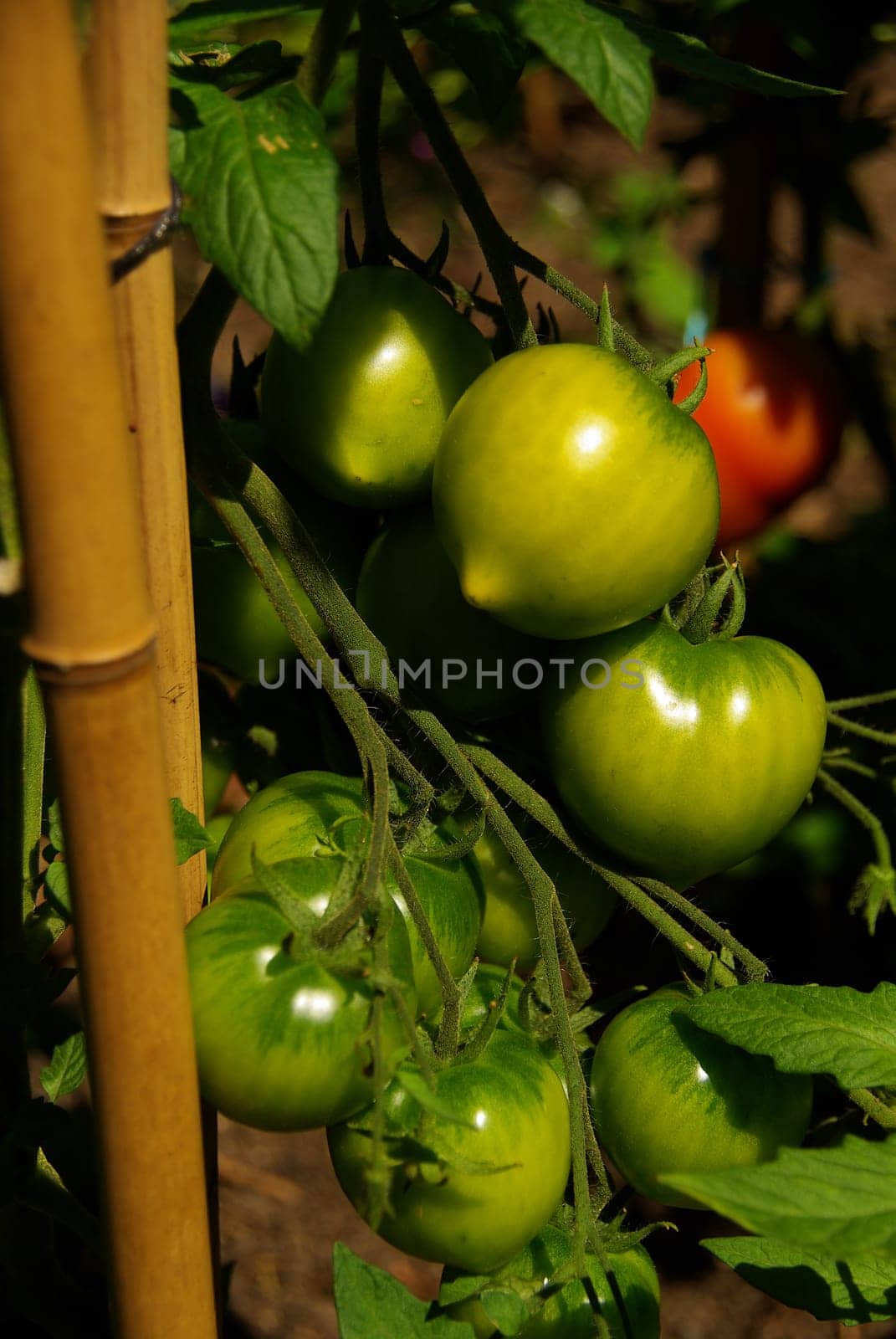 Tomato Plant 11