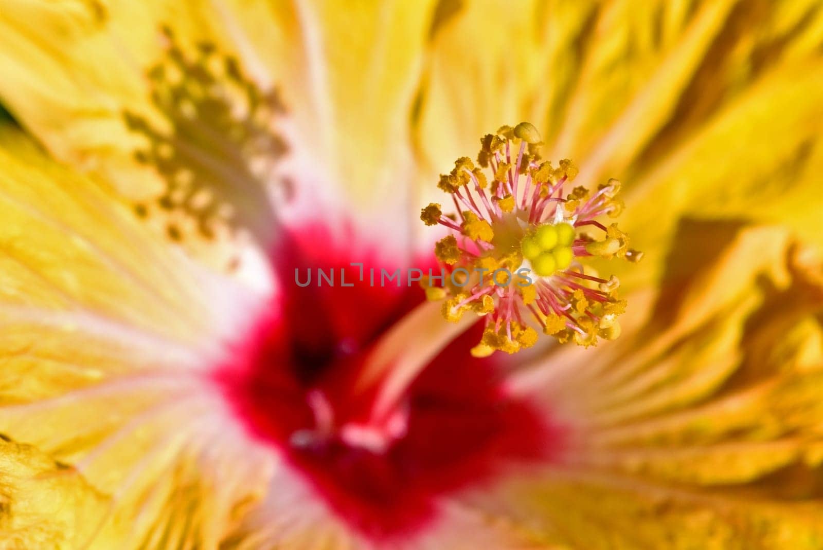 Hibiscus