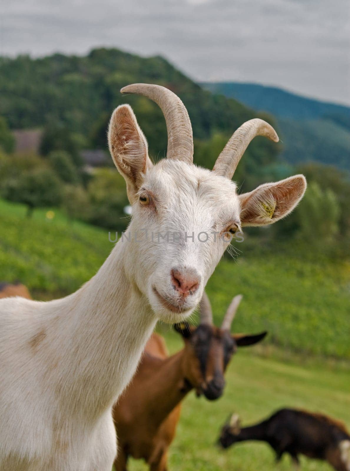 Mountain goats