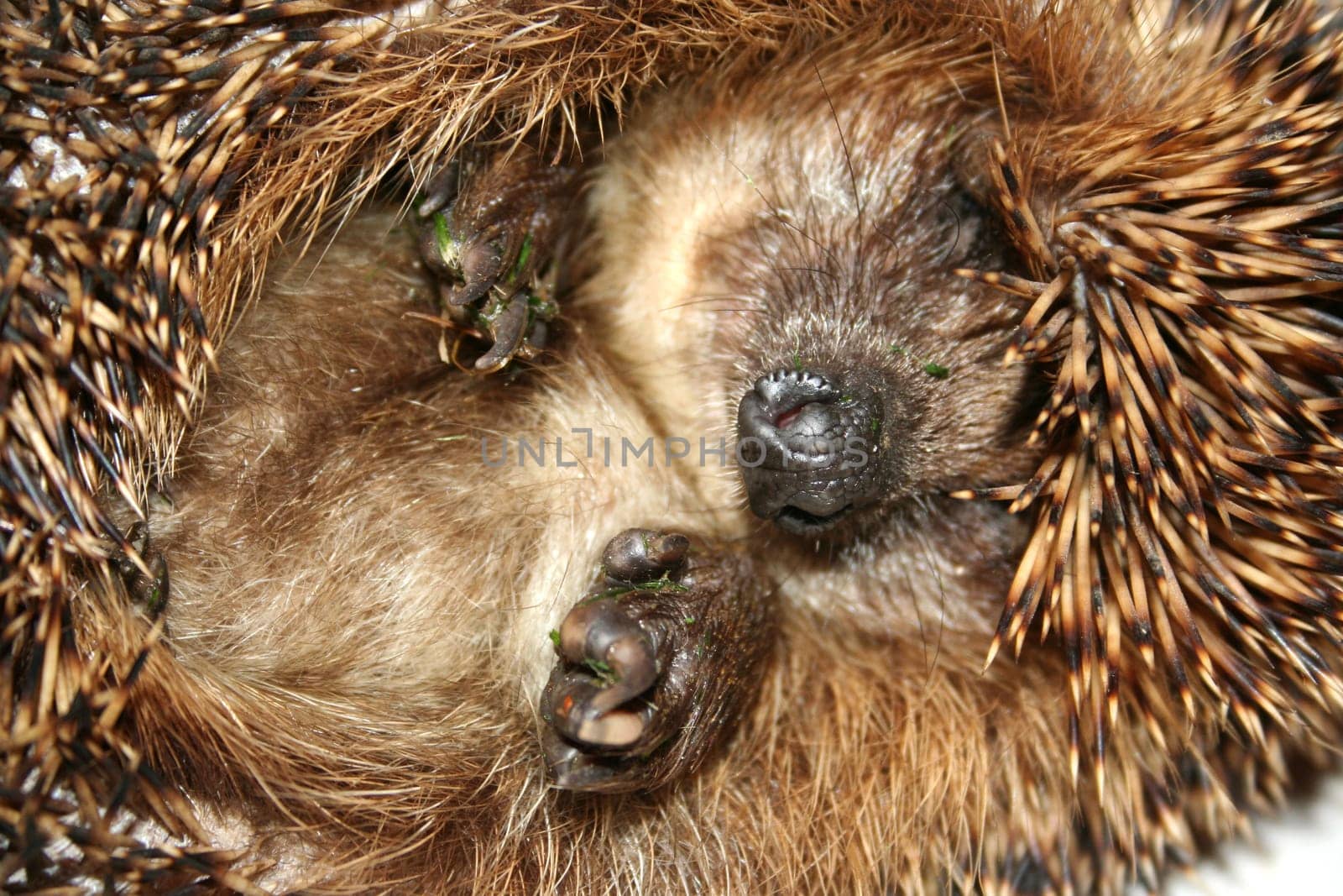 Hedgehog II