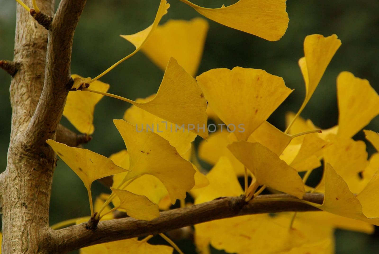 Ginkgo 14