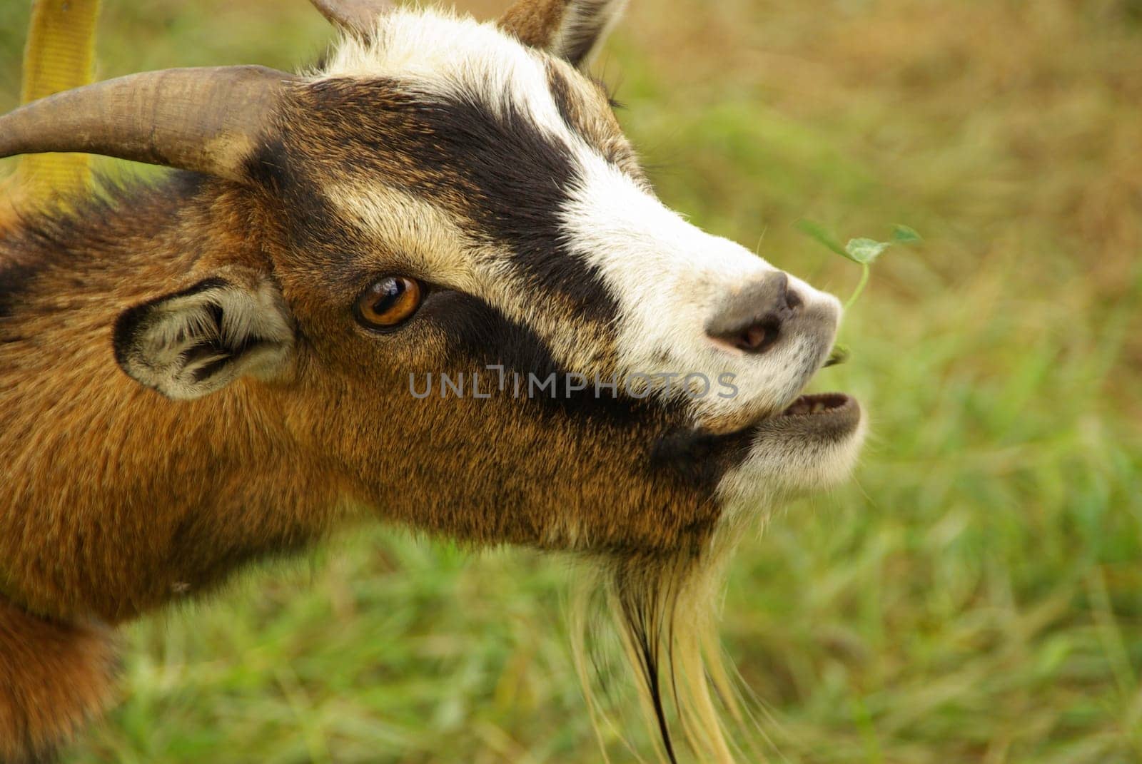 Goat 08