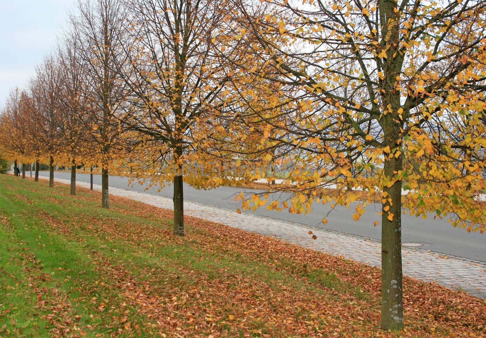 Avenue