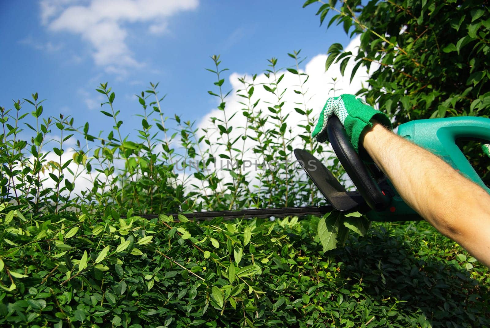 Hedge trimming 02